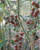 LGKO Black Cherry Tomato S-e-e-d~s