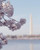 Washington DC Decor Cherry Blossom and The Washington Monument Photography Print DC Wall Art Picture from 5x7 to 18x24 inches