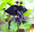LGKO Black Tiger Shall Orchid S-e-e-d-s Tiger S-e-e-d-s Orchid Flowér S-e-e-d-s- 50 Pcs-Bag