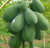 30S-e-e-ds Dwarf Hovey Papaya S-e-e-ds