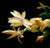 9GreenBox Yellow Christmas Cactus Plant - Zygocactus - 4" Pot