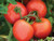 50 Heatmáster Tomato S.e.e.d.s