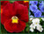 LGKO Pansy S-e-e-d-s Red White  and  Blue 3 Pack Special Heirloom Viola S-e-e-d-s