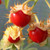 Litchi Tomato 50 S.e.e.d.s