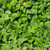 Outsidepride Dichondra Repens Grass Seed - 1 LB