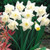 Daffodil Narcissus Mount Hood Bulbs - Size 12-14 -10 Bulbs-