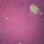 Human Liver sec. 7 m H and E Microscope Slide