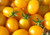 LGKO Gold Tiny Small Cherry Tomato S-e-e-d~s