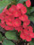 Giant Red Hot Pink Crown of Thorns -Euphorbia milii- in 4 Pot - Live Succulent Plant