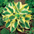 Brim Cup Hosta Bare R.o.o.t P'lant