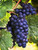Merlot Vincent Wine Grape Vine - Grafted Certified - Plantable Year Round