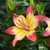 Heartstring Asiatic Lilly 3 B'ulbs