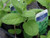 Clovers Garden Apple Mint Plant Two -2- Live Plants  Not Seeds Each 4"-7" Tall - in 3.5 Inch Pots Clovers Garden Apple Mint Plant Two -2- Live Plants  Not Seeds Each 4"-7" Tall - in 3.5 Inch Pots