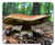 Mouse Pad - Cep Forest Floor Mushroom Noble Rot Forest Autumn