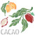 Cacao Stencil, 6.5 x 6.5 inch -S- - Tropical Tree Cocoa Beans Chocolate Stencils for Painting Template