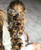 Denifery Bridal Crystal and Pearl Hair Vine Bridal Hair Vine Wedding Head Piece Bridal Hair Accessories Headband Hair Jewelry Hair Accessories Bridal Hair Twig Wedding Tiara -Gold-