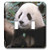 3dRose lsp_70222_2 China, Chengdu, Sanctuary, Panda Bear Double Toggle Switch