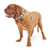Petco Brand - Good2Go Camo Control Handle Collar for Big Dogs, XX-Large/3X-Large