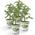 Bonnie Plants Original Tomato (4 Pack) Live Plants