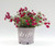 Star Roses Red Drift Groundcover Rose - Rose Drift Red - 19cm