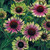 American Beauties Native Plants - Echinacea 'Green Twister' (Coneflower) Perennial, pink & green flowers, 1 - Size Container