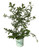 Plants That Work - in The Kitchen Jersey Highbush Blueberry - Vaccinium Jersey - 19cm