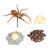 Colcolo Life Cycle of a Spider 4 Part Animal Insects Bug Learning Educational Toys for Toddlers Kids