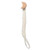 W-ZIYUI Baby Pacifiers Baby Pacifier Clip Chain Holder Beech Wooden Teether Teething Soother Molar Infant Toy Accessories