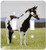 3dRose lsp_672_2 Paint Horse - Double Toggle Switch