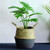 PartyYeah Foldable Seagrasss Flower Baskets Garden Flower Pot Natural Seagrass Basket Woven Plant Pot Handmade Belly Basket Rattan Straw Basket with Handle for Storage Laundry Picnic Plant Pot, Black