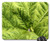 Mouse Pad - Mammoth Sheet Leaf Green Herbaceous Plant