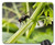 Mouse Pad - Housefly Artichoke Sheet Green Insect Macro