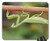 Mouse Pad - Praying Mantis Sheet Plant Nature No One Garden