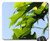 Mouse Pad - Sheet Nature Plant Shoots Summer 1