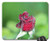 Mouse Pad - Rose Flower Plant No One Nature Sheet Summer