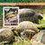 Djibouti - 2020 Chicken Turtles - Stamp Souvenir Sheet - DJB200411b