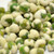Wasabi Peas Resealable Bag, Spicy Snack, Snacks for Thought 2 Lb.