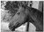 Triple Blank Wall Plate Cover - Horse Stable Riding Stable Animal Field Mane