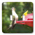 3dRose lsp_21071_2 Female Ruby Throated Hummingbird Double Toggle Switch