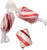 Peppermint Red  and  White Cylinder Shaped Mint Candy Twists - 2 Pounds-Individually Wrapped
