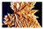 LESGAULEST Doormat Floor Rug/Mat -23.6 x 15.7 inch- - Nature Sheet Sycamore