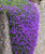 25 PURPLE ROCKCRESS - GROUNDCOVER SEEDS - AUBRIETA Cascading Perrenial