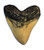 Megalodon Giant Shark Tooth -White-
