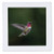 3dRose USA, WA. Male Annas Hummingbird, displays its gorget while. - Quilt Squares -qs-332615-6-