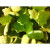 Haribo Terrific Turtles - 227g -half pound--