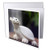 3dRose Stamp City - Miscellaneous - Macro Photograph of a Happy, White, Resin Turtle on Display. - 12 Greeting Cards with envelopes -gc-312244-2-
