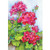 Artistic Bright Geraniums Bold Blue Sky 30 x 44 Rectangular Large House Flag