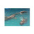 Cards and Envelopes Set Blank- Three Dolphins Pool Exotic Greeting Card for Birthday All Occasion 10x7 Inches