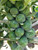 Brussel Sprout Seeds- Catskill-25 Count "COOL BEANS N SPROUTS" Brand. Home Gardening.