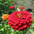 Exquisite Zinnia Flower Seeds-50 Count "COOL BEANS N SPROUTS" Brand. Non-GMO. Home Gardening.